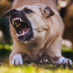 Controlling Blood Loss and Shock in Evisceration Injuries from Dog Bites